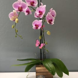 Pink orchid plant in a wooden container with a butterfly decoration