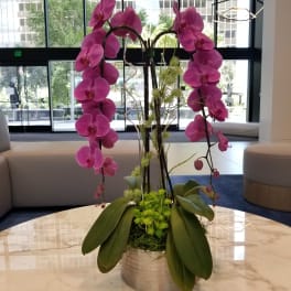 Pink orchid arrangement in a silver container on a table