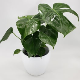 Split Leaf Philodendron