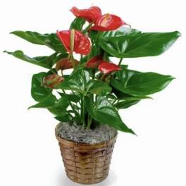 Anthurium Love Blooms