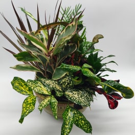 Mixed potted foliage arrangement in a ceramic bowl