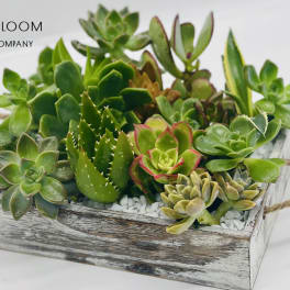 Succulent arrangement in a rustic wooden tray with rope handles