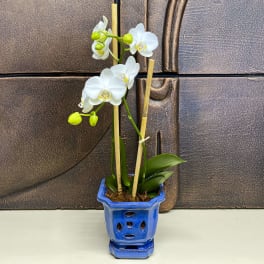 White orchid plant in a blue ceramic pot
