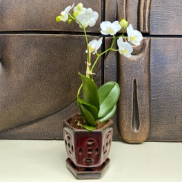 White orchid plant in a decorative red ceramic pot