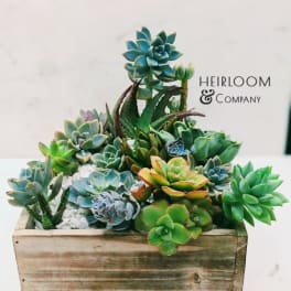 Assorted succulents arranged in a wooden planter box