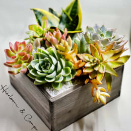 Succulent arrangement in a square wooden planter