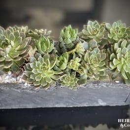 Rectangular planter filled with assorted succulents