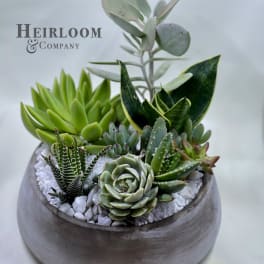 Succulent arrangement in a round gray planter