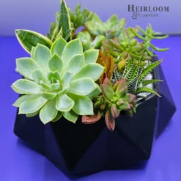 Succulent arrangement in a black geometric planter