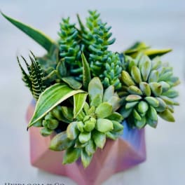 Succulent arrangement in a pink geometric container