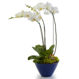 Opulent Orchids - Double