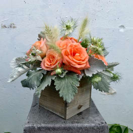 Peach roses in a wooden box with silvery foliage and airy white accents