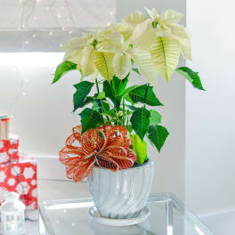 White Poinsettia Plant