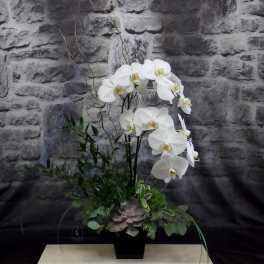 White orchids in a black vase with succulents and greenery