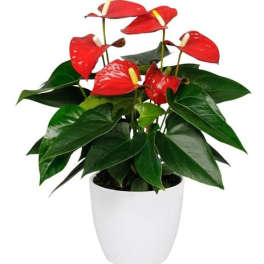 Potted Anthurium