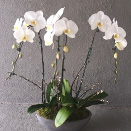 White orchids arranged in a shallow gray bowl