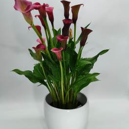 Pink and burgundy calla lilies in a white pot