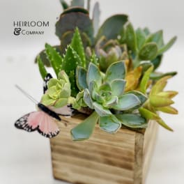 Succulent arrangement in a wooden box with a butterfly decoration