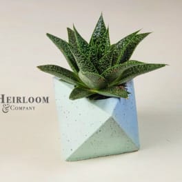 Succulent in a geometric white pot