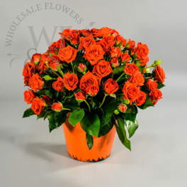Orange rose bouquet in a bright orange pot