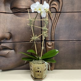 White orchid plant in a decorative ceramic pot