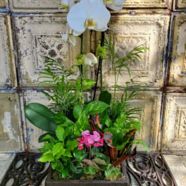 White orchids in a rectangular planter with assorted green plants