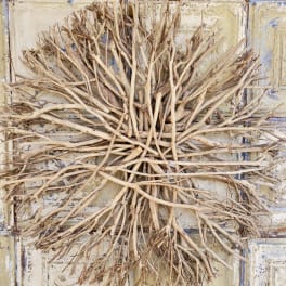 Bundle of pale dried branches arranged in a radial pattern