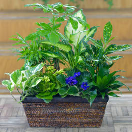 Mixed green houseplants in a rectangular woven basket with small purple flowers