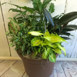 Mixed potted houseplants in a brown planter