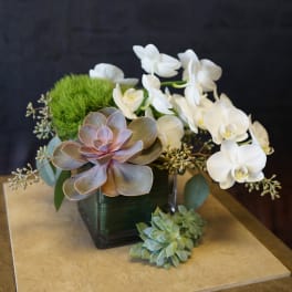 Succulent arrangement with white orchids in a square vase