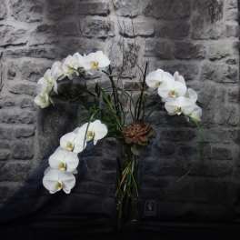 White orchids arranged in a tall glass vase with curly branches
