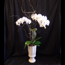 White orchid arrangement in a tall white urn with twisting branches