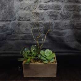 Succulent arrangement in a rectangular wooden box with tall curly branches