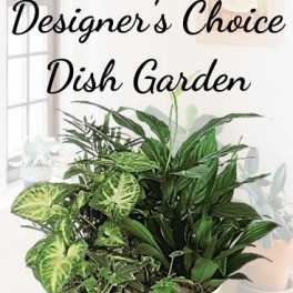 Designers Choice Dishgarden to Occasion