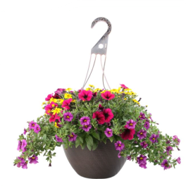 Combo Hanging Basket
