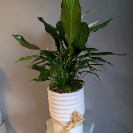 Peace lily houseplant in a tall white ribbed pot with a raffia bow