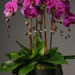 Pink orchid arrangement in a black pot
