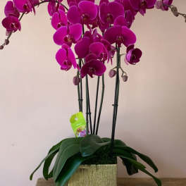 Magenta orchid plant in a gold square pot