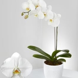 White orchid plant in a white pot with one large bloom in front