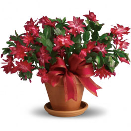 Merry Christmas Cactus