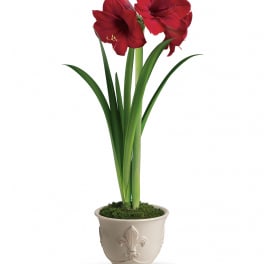 Teleflora's Merry Amaryllis