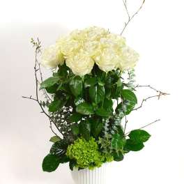 White roses and green hydrangea in a white vase