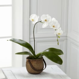 White orchid plant in a woven basket pot on a table