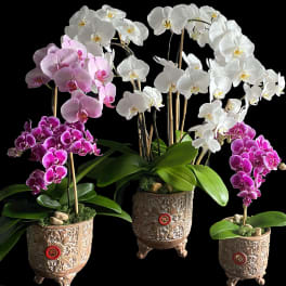 Three potted orchid plants with white and pink blooms