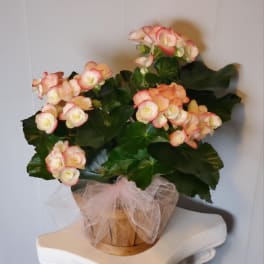Potted pink-and-cream flowering plant in a wrapped container