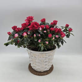 Blooming pink and red potted plant in a white woven basket container