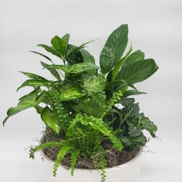 Medium Dish Garden by Teleflora
