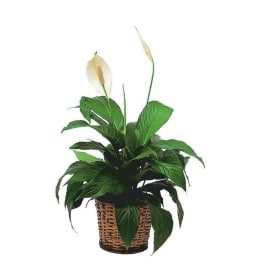 Potted peace lily in a woven basket planter