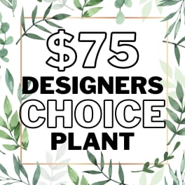 Graphic sign reading "$75 Designers Choice Plant" with leafy border
