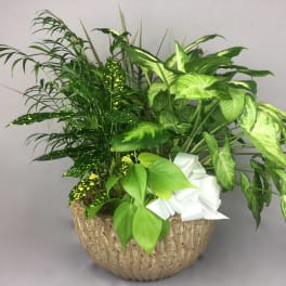 Mixed green houseplants in a textured bowl planter with a white bow